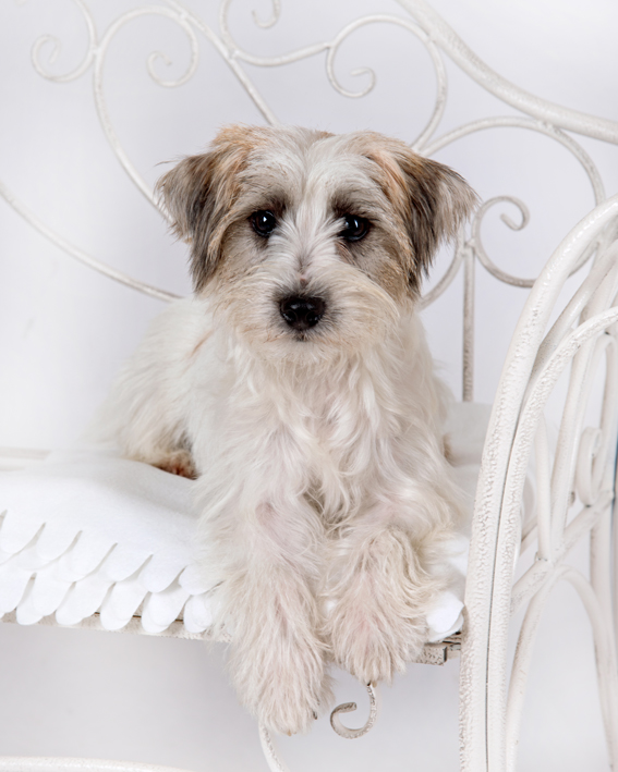 Hundefoto